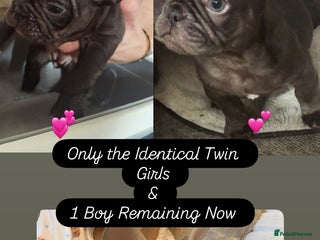 French Bulldog dogs - Advert 9