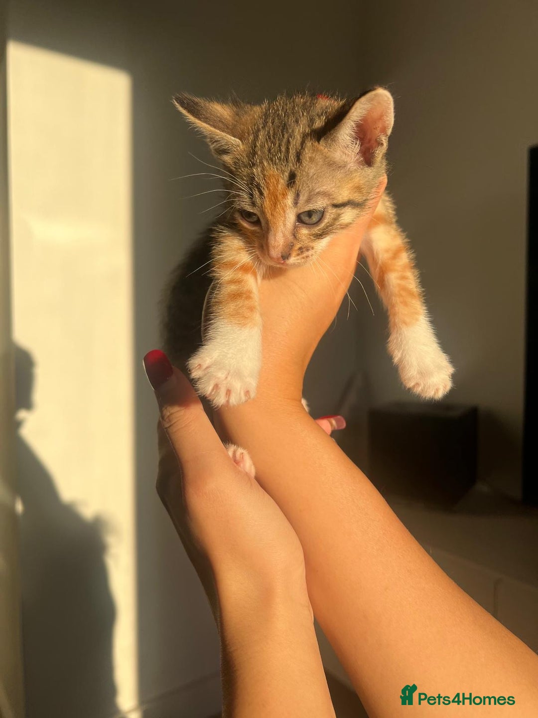 Bengal cats for sale: Beautiful Half Bengal Kittens - Advert 25