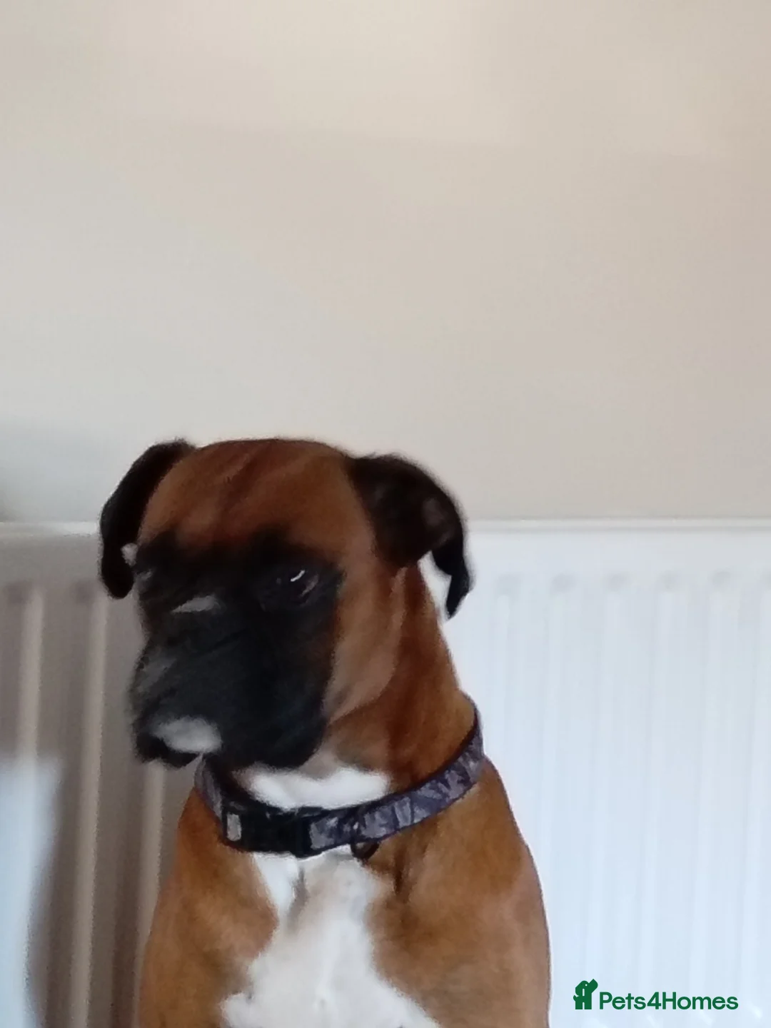 Boxer dogs for stud: Boxer for stud in Leigh - Advert 2