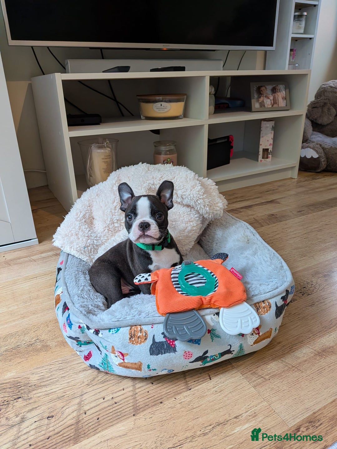 Boston Terrier dogs for sale: SOLD** - Advert 13