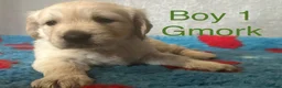 Golden Retriever dogs for sale: Gorgeous Chunky Golden Retriever Puppies - Advert 7