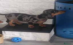 Dachshund dogs for sale: Stunning Miniature Dachshounds  - Image 14