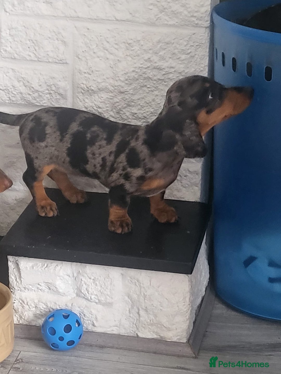 Dachshund dogs for sale: Stunning Miniature Dachshounds  - Image 14