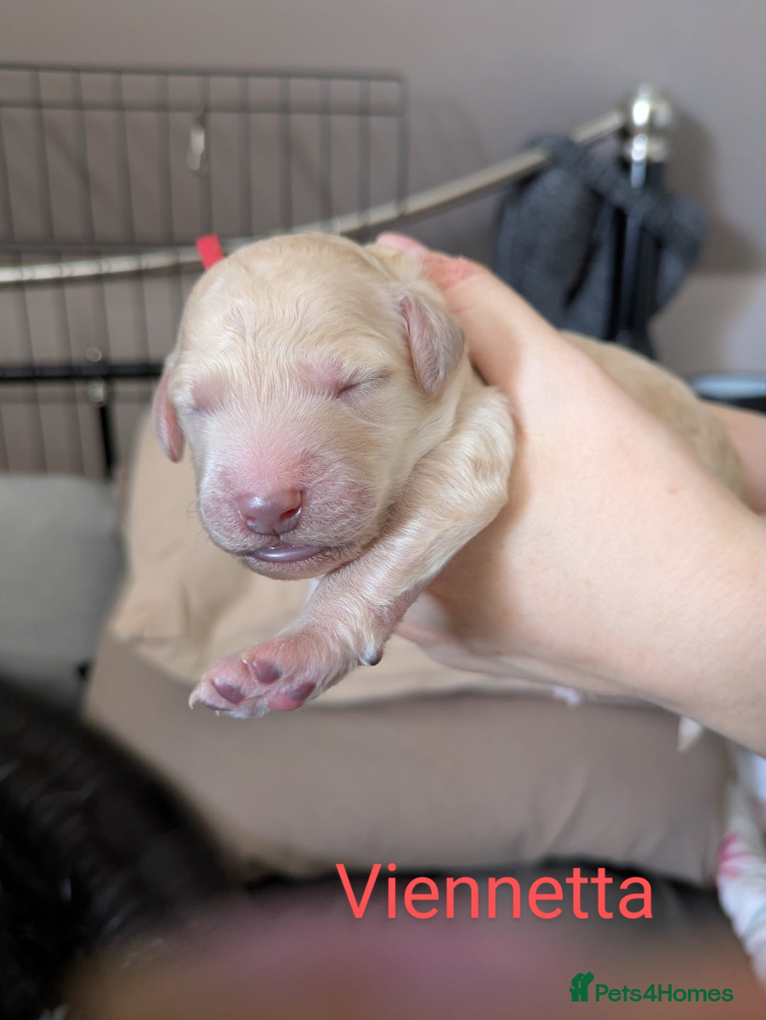 Goldendoodle dogs for sale: Gorgeous Goldendoodles  - Image 19