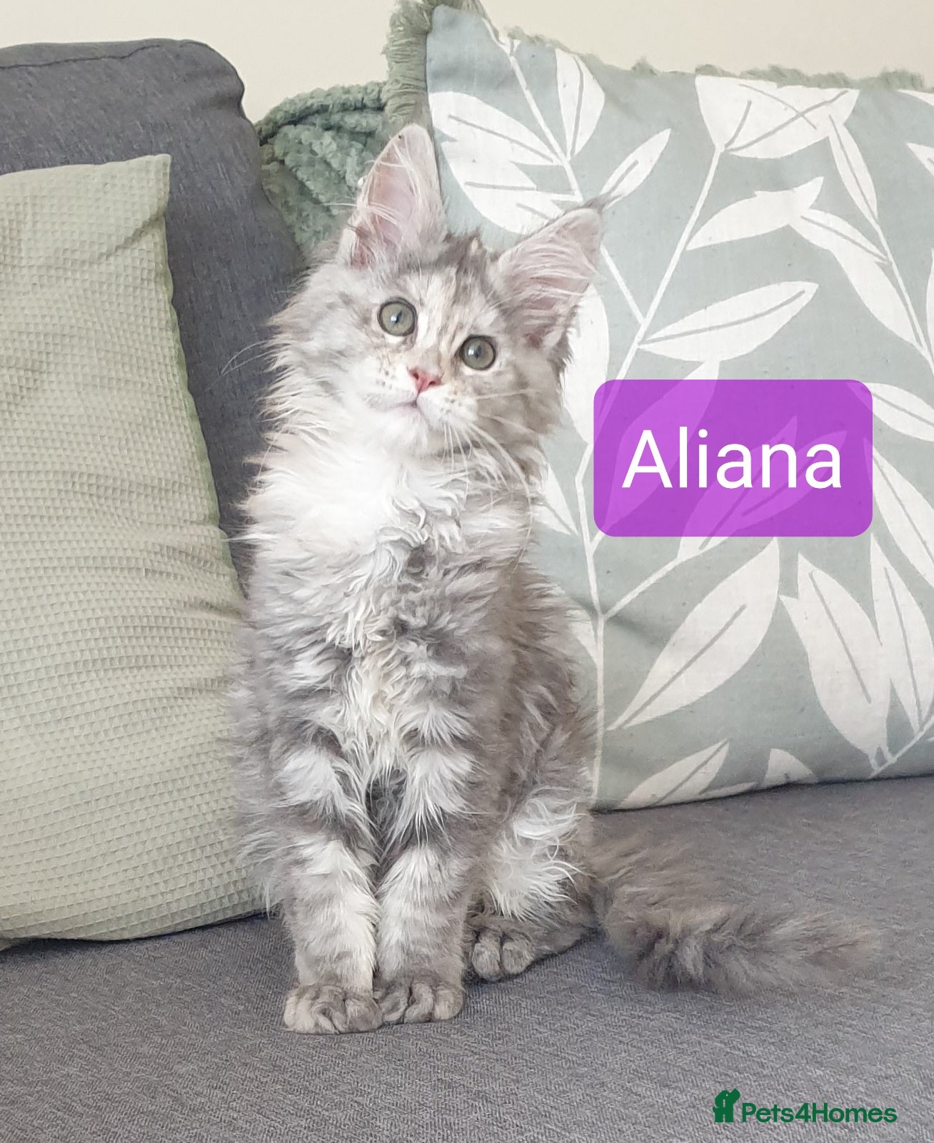 Maine Coon cats Tica registered Maine Coons  - Advert 12