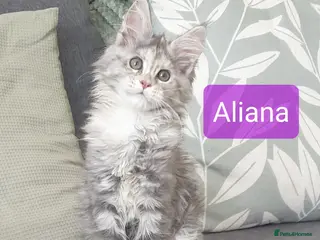 Maine Coon cats Tica registered Maine Coons - Advert 12