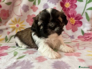 Shih Tzu dogs - Advert 4