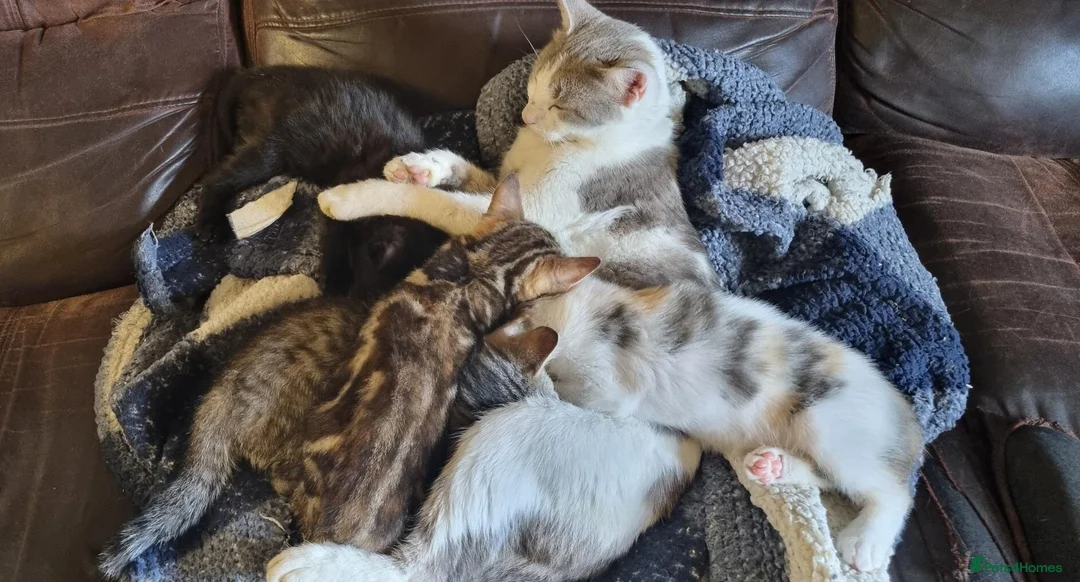 Mixed Breed cats for sale: Very pretty kittens looking for their loving home - Advert 1