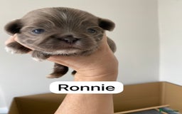 Shih Tzu dogs for sale: BLUE CARRING CHOC/LILAC IMPERIAL BOYS - Image 16