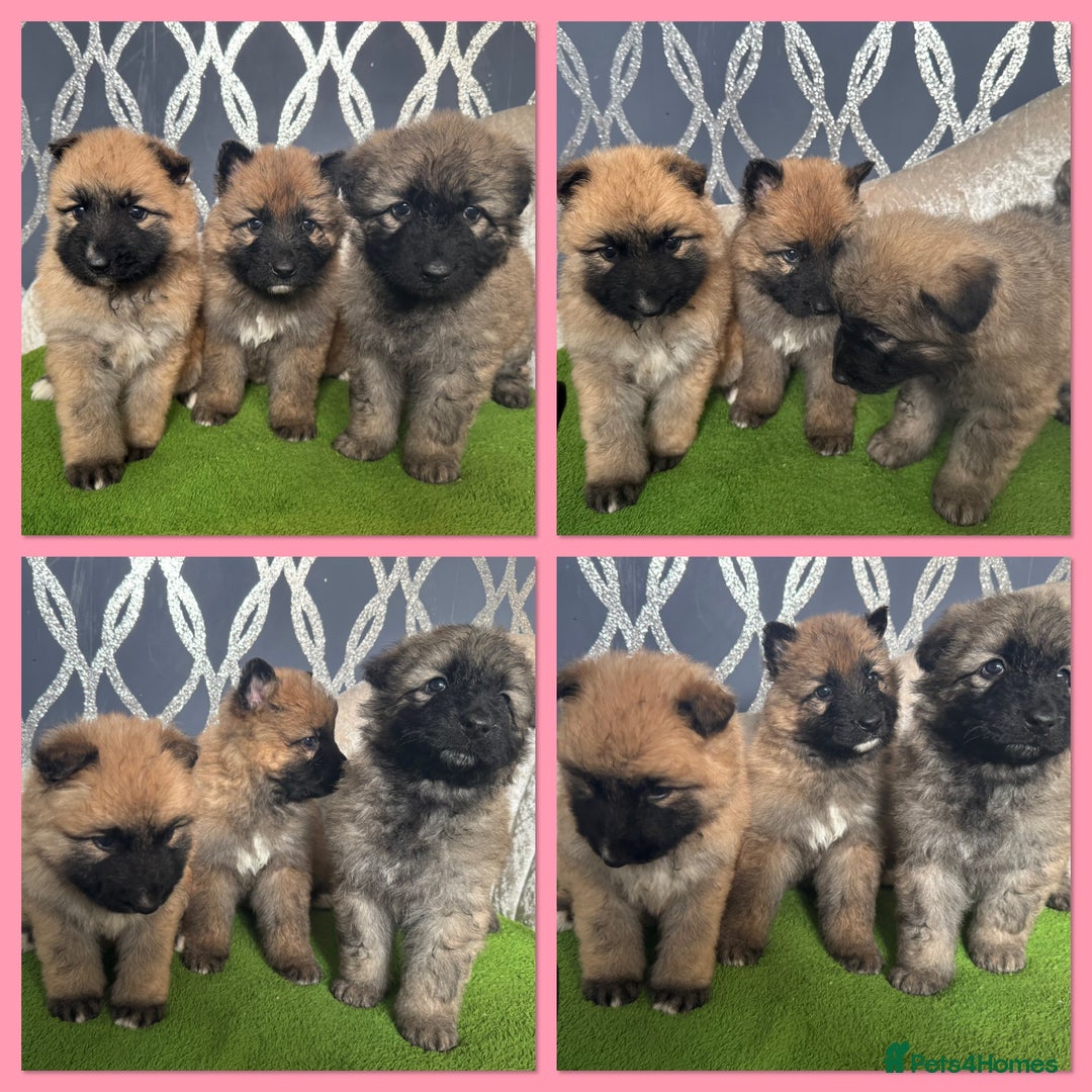 German Shepherd dogs for sale: Stunning German shepherds - Advert 1