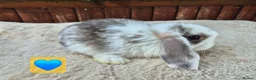 Mini Lop rabbits for sale: ❤️ Ready to reserve  💙  - Advert 10