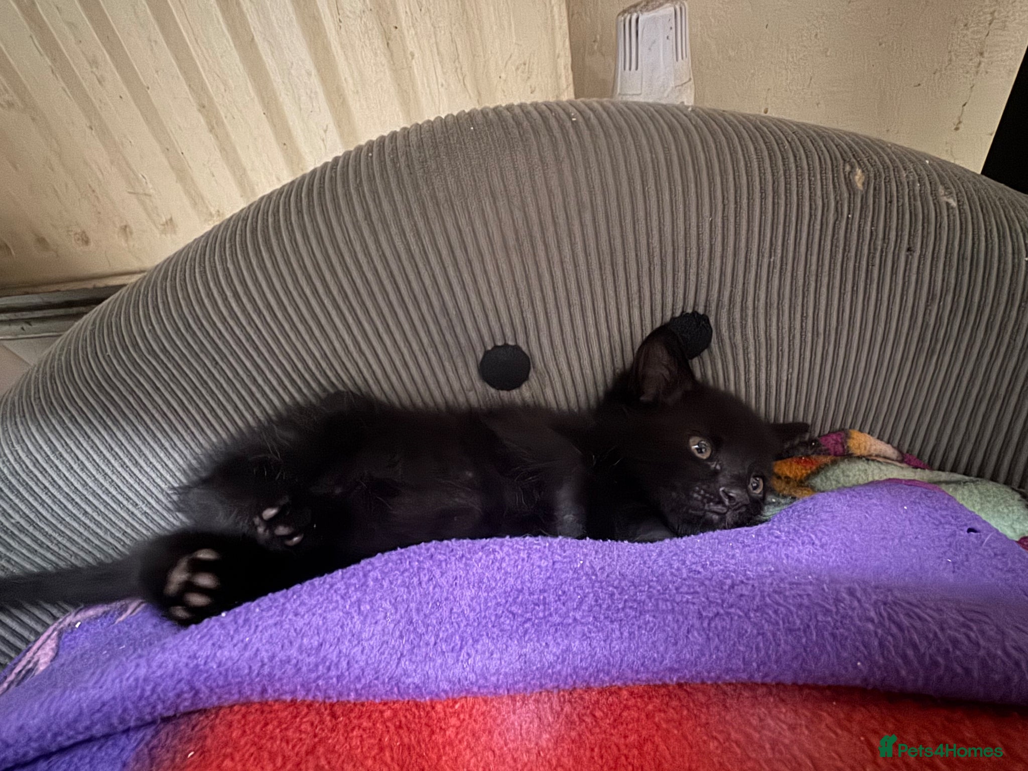 Domestic Shorthair cats 3 Mixed Breed domestic shorthair kitten for sale - Advert 14