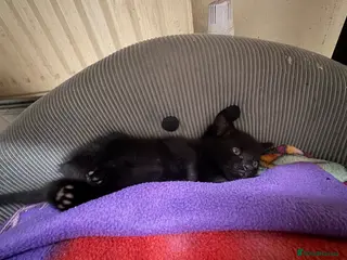 Domestic Shorthair cats 3 Mixed Breed domestic shorthair kitten for sale - Advert 14