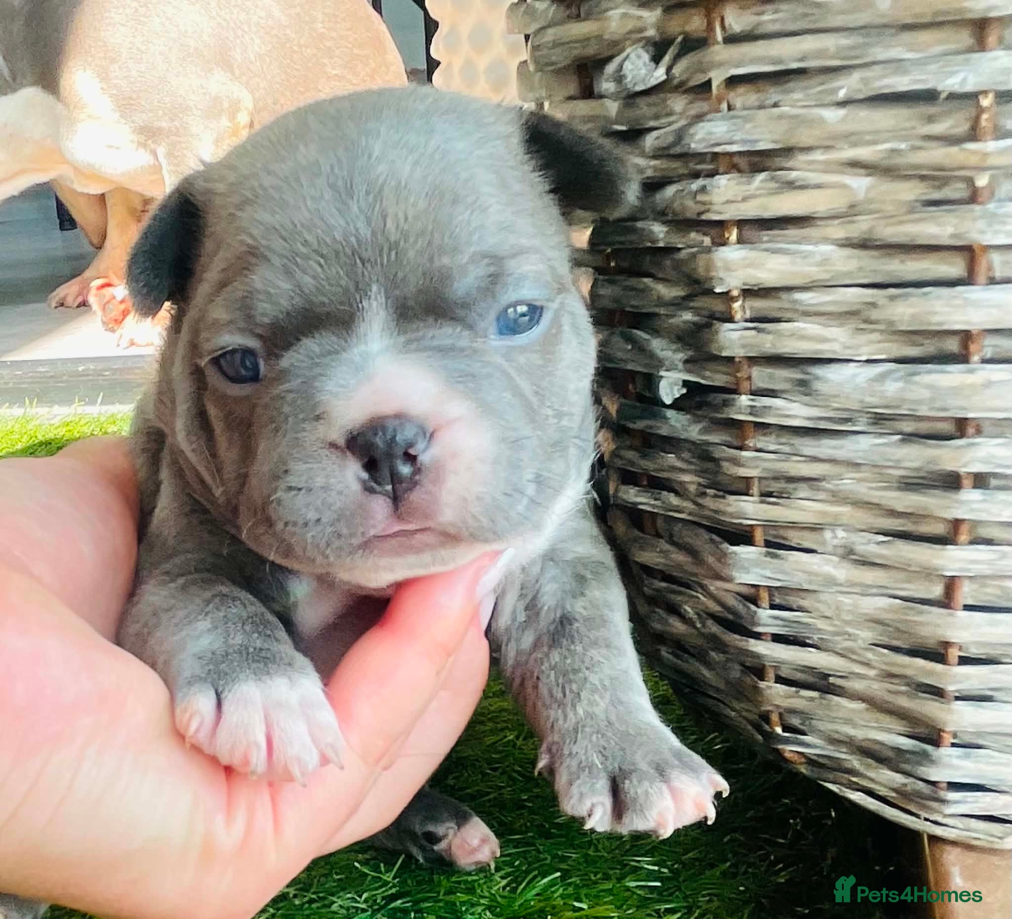 French Bulldog dogs Beautiful Pedigree French Bulldog girls🥰 - Advert 8