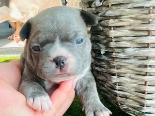 French Bulldog dogs Beautiful Pedigree French Bulldog girls🥰 - Advert 8