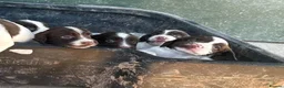 English Springer Spaniel dogs for sale: English Springer Spaniel Puppies - Advert 15