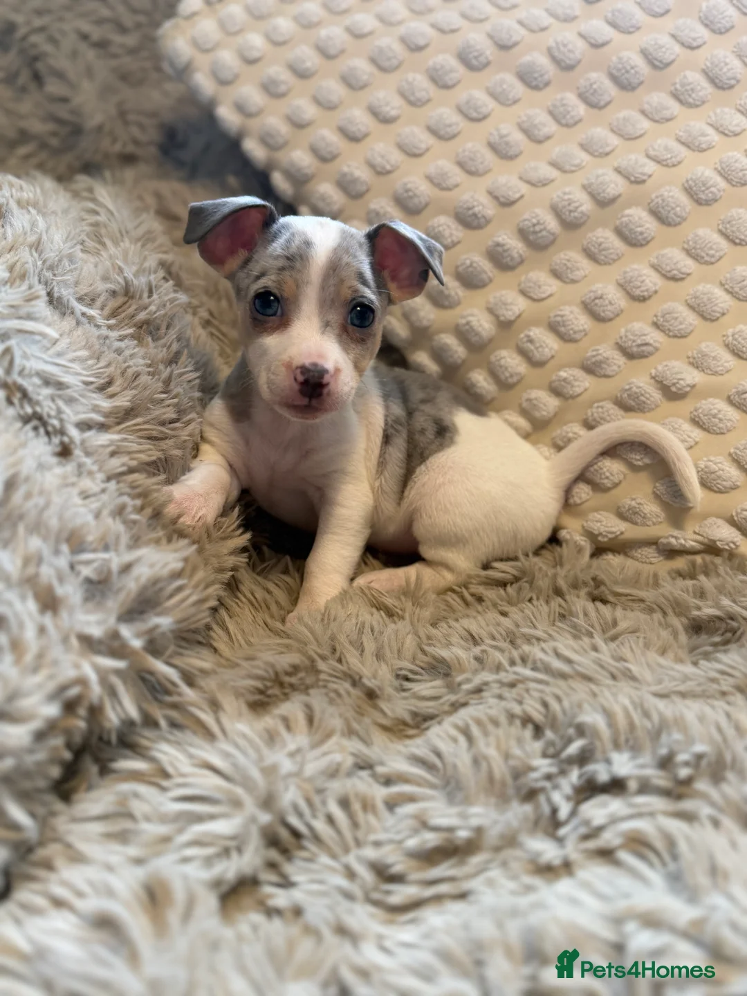 Jack Russell dogs for sale: Miniature Rare Coloured imported line JR babies  - Advert 5