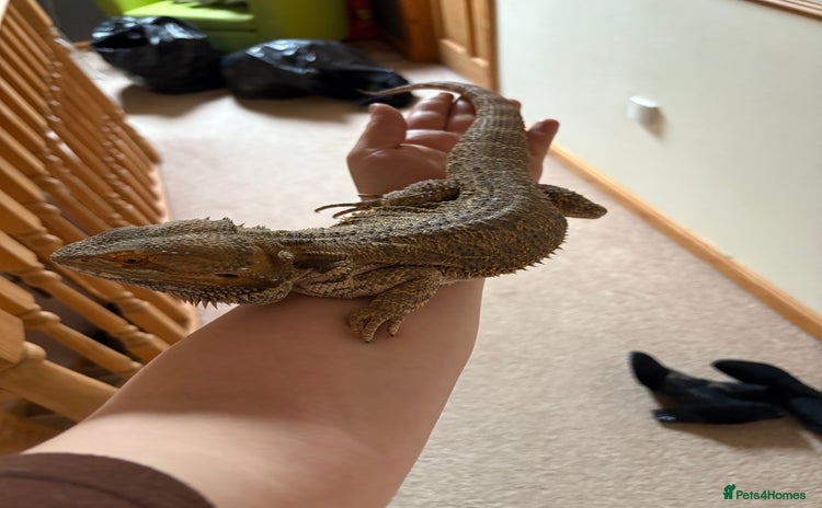 Bearded Dragon reptiles - Advert 4