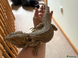 Bearded Dragon reptiles - Advert 25