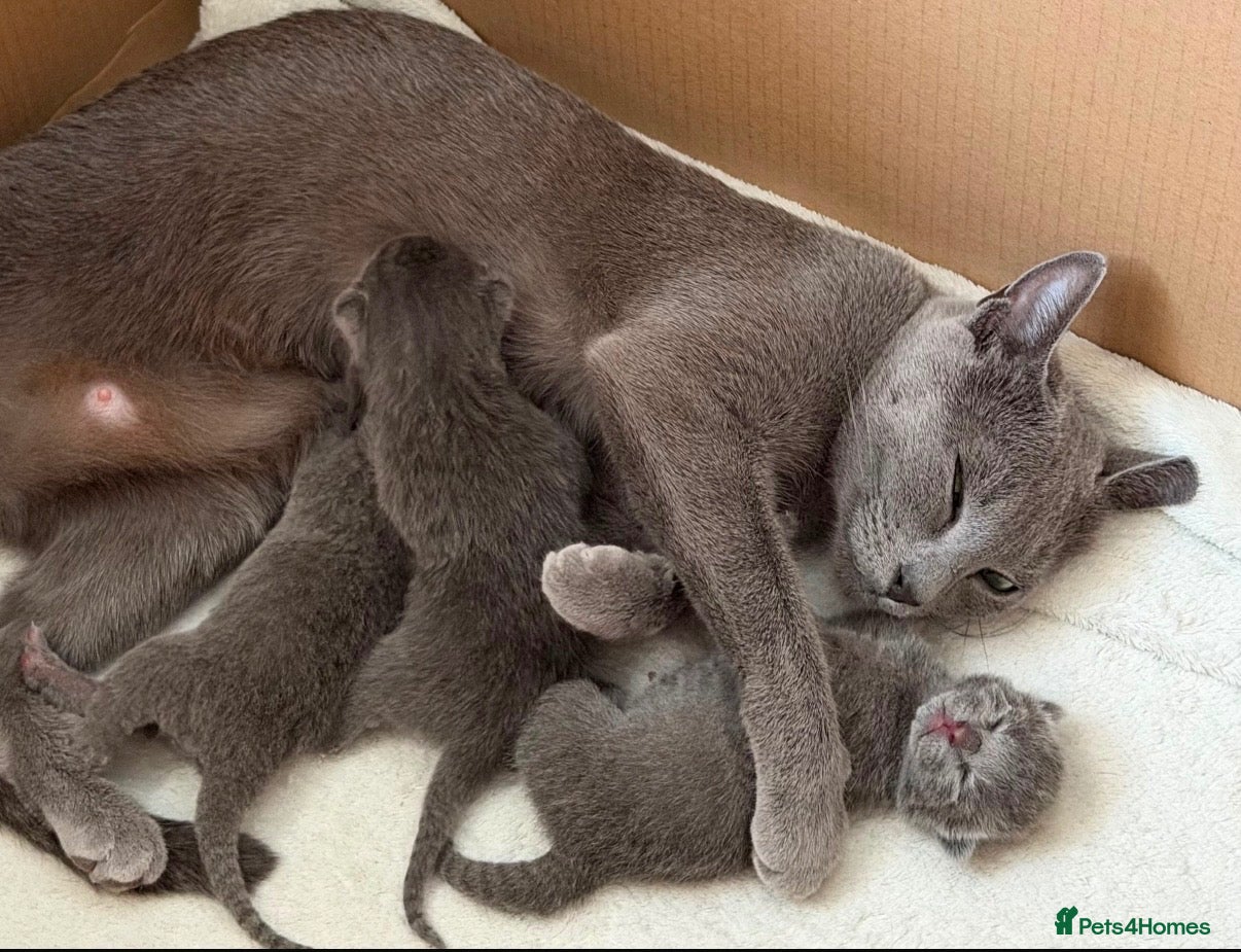 Russian Blue cats 🩵GCCF Registered Russian Blue kittens 🩵 - Advert 1