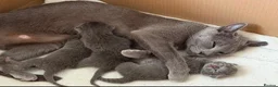 Russian Blue cats for sale: 🩵GCCF Registered Russian Blue kittens 🩵 - Advert 1