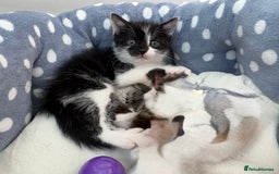 Mixed Breed cats for sale: Last Tabby boy kitten  - Image 11