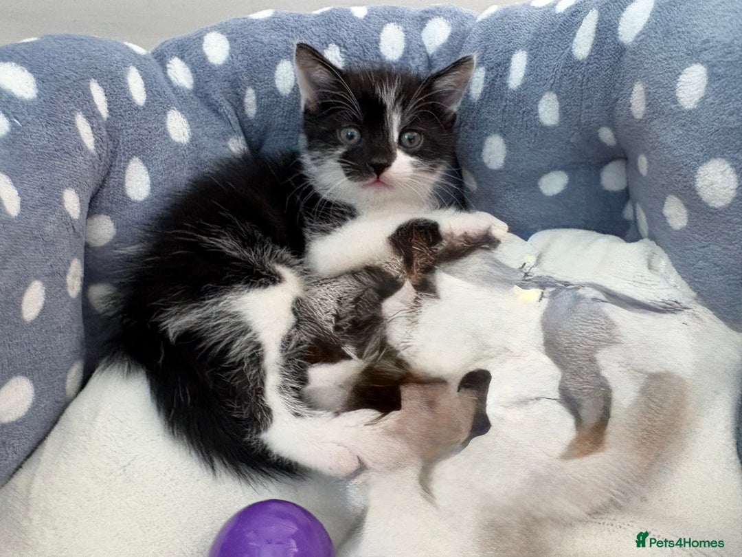 Mixed Breed cats for sale: Last Tabby boy kitten  - Image 11