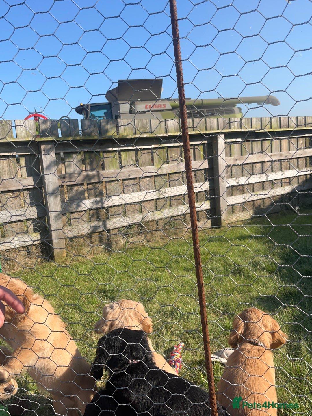 Cocker Spaniel dogs for sale: Gorgeous KC Working Cocker Spaniel Puppy Available - Image 32