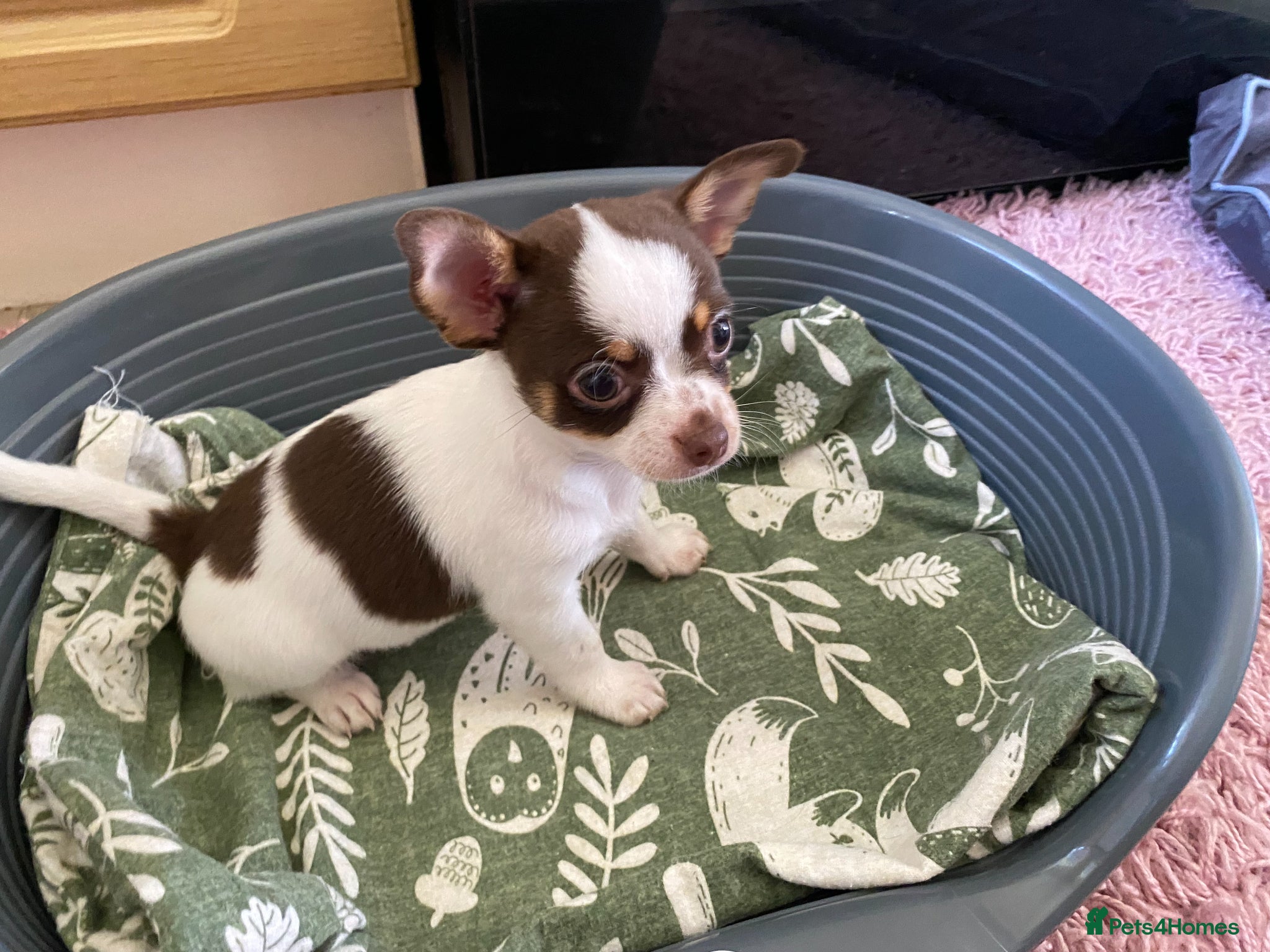 Chihuahua dogs for sale: chihuahua puppies for sale  - Advert 10