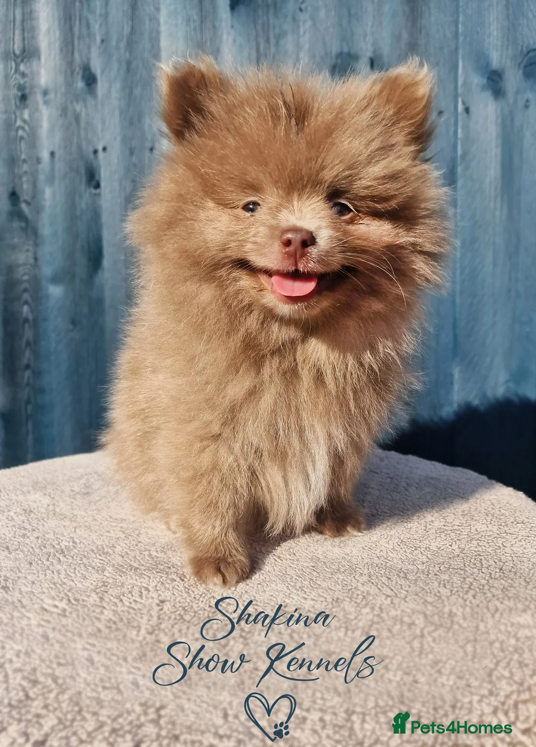 Pomeranian dogs for sale: Tiny Pomeranian Pups - Advert 6