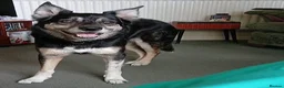 Australian Kelpie dogs for adoption: Rosie - Advert 2
