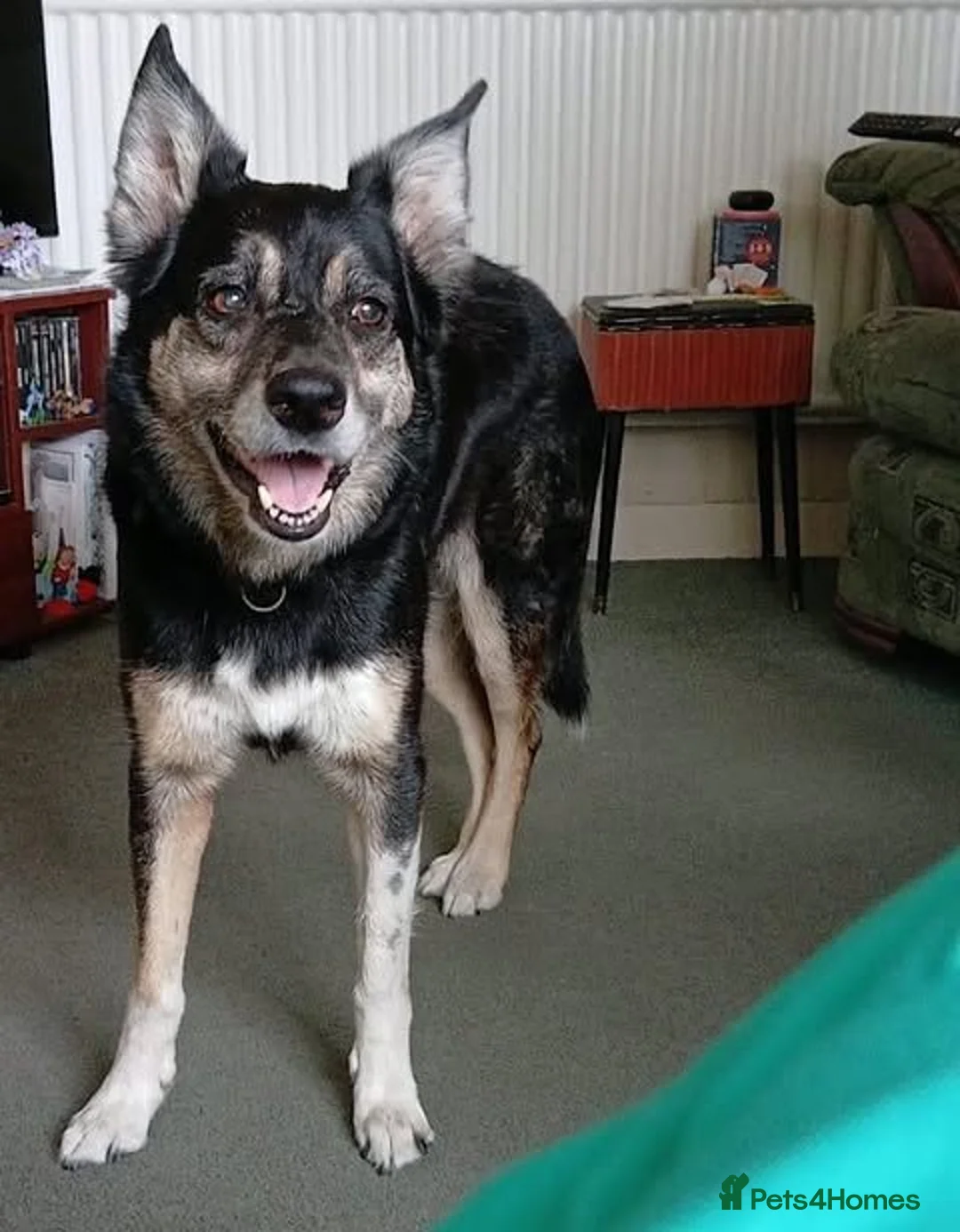 Australian Kelpie dogs for adoption: Rosie - Advert 2