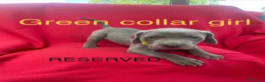 Green collar girl - Reserved