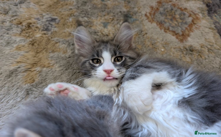 Maine Coon cats - Advert 2
