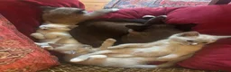 Tonkinese cats for sale: Exquisite Tonkdolls  - Advert 15