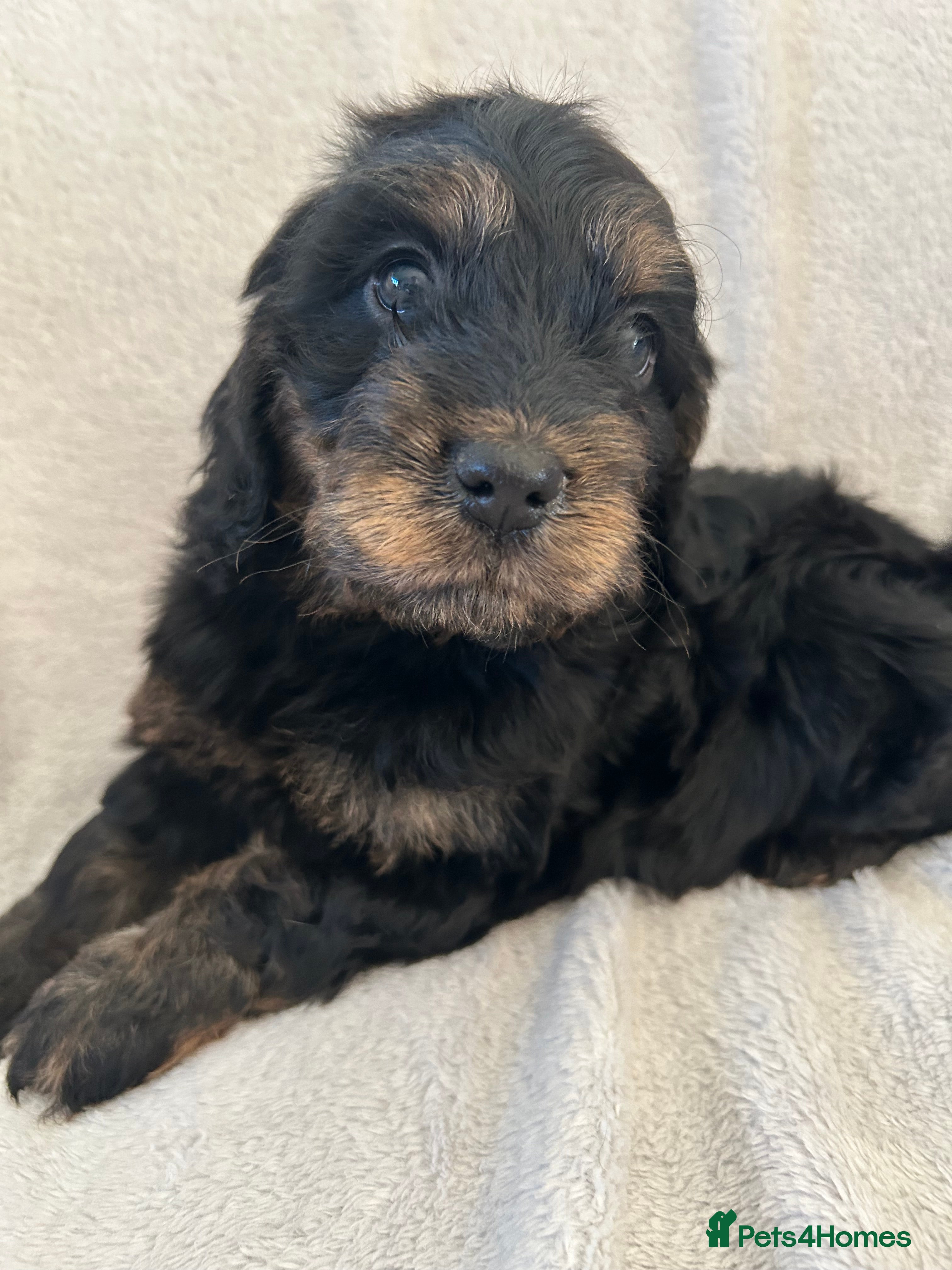 Cockapoo dogs Cockapoo puppies  - Advert 2