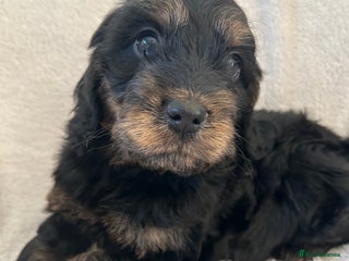 Cockapoo dogs Cockapoo puppies - Advert 6