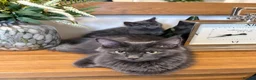 Mixed Breed cats for sale: Gorgeous Blue-Grey Maine Coon X Russian Blue - Advert 3