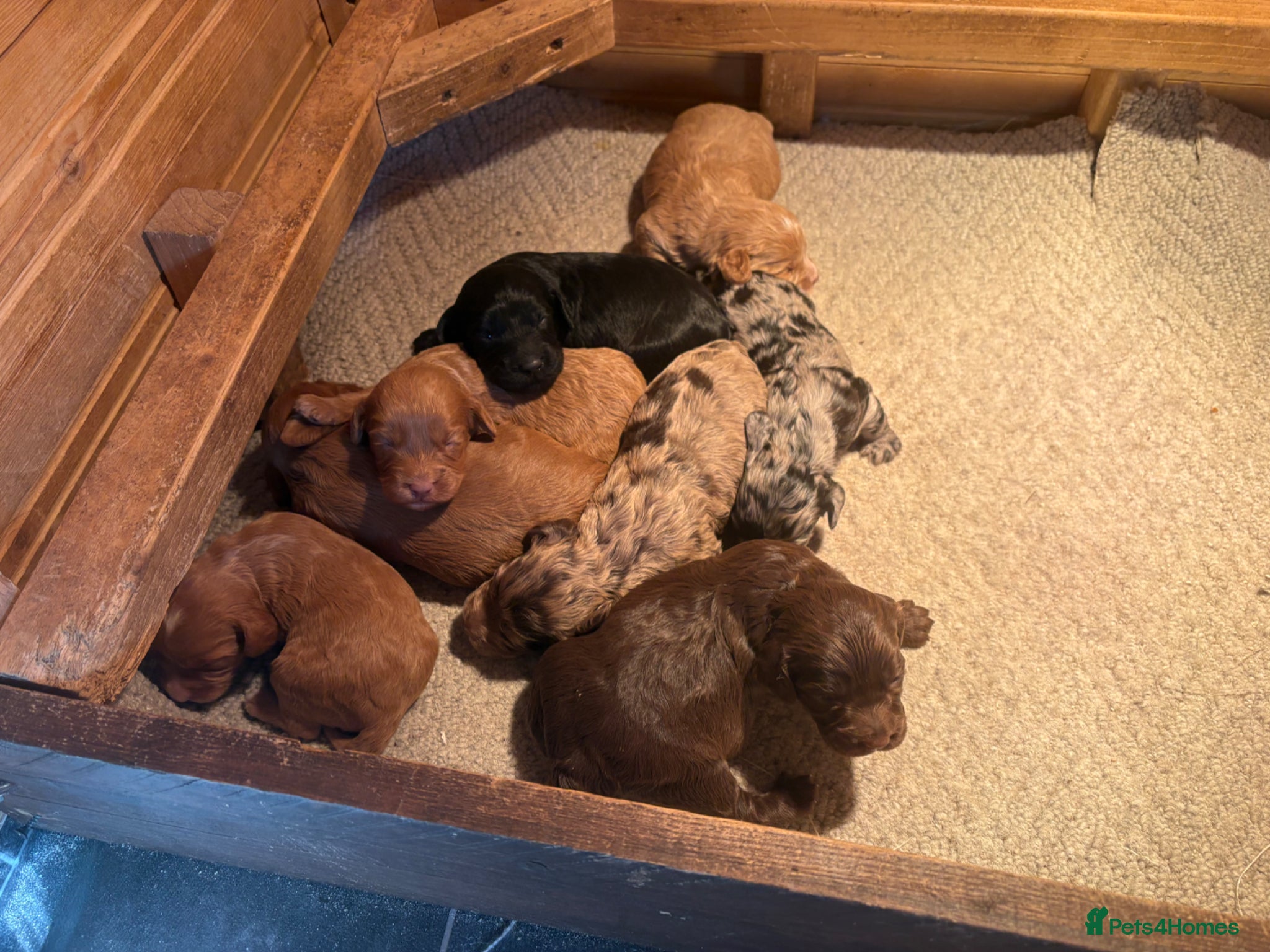 Cockapoo dogs Beautiful health tested cockapoo puppies - Advert 2