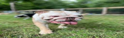 English Bulldog dogs for sale: Ernie  in London - Advert 13