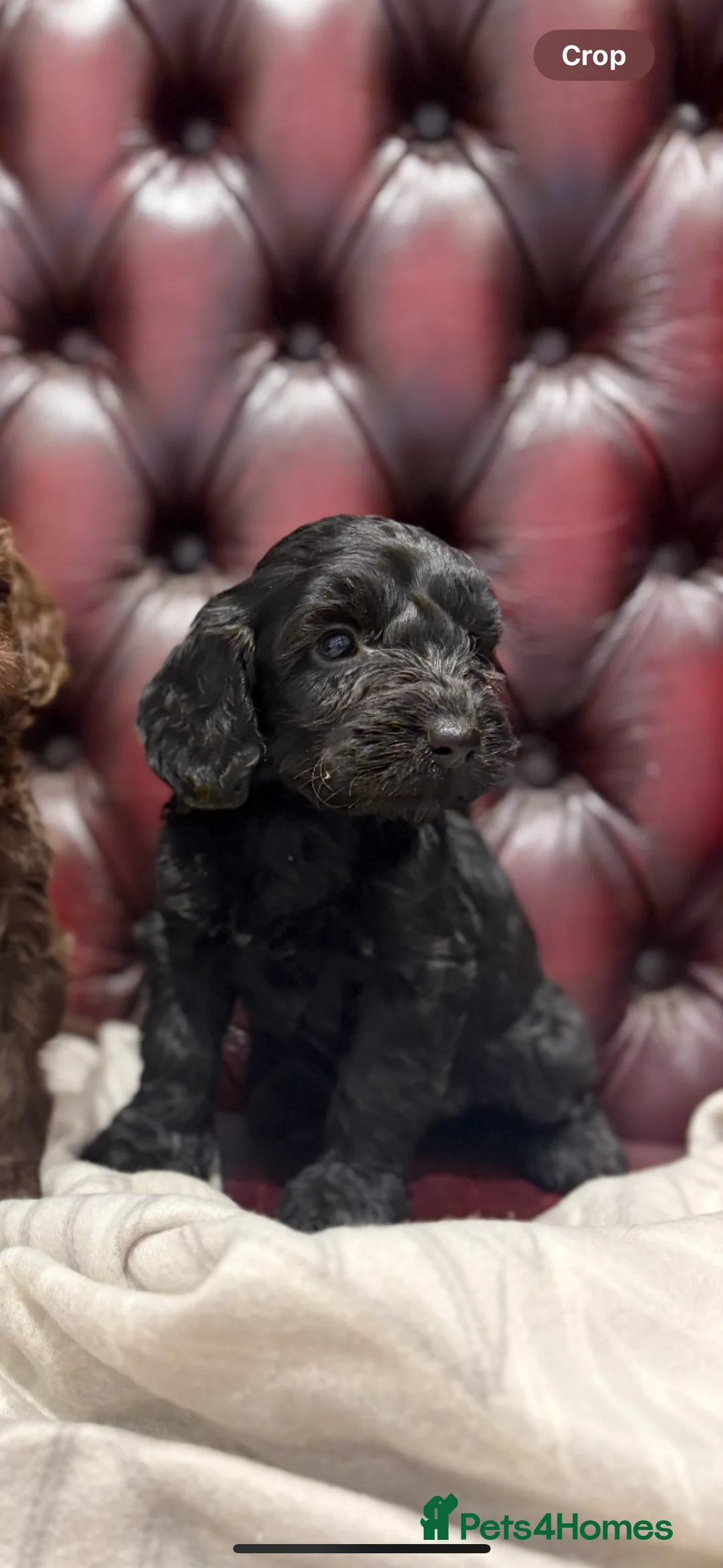 Cockapoo dogs for sale: Gorgeous cockapoo puppies - Advert 2