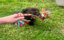 Cocker Spaniel dogs for sale: KC Registered Working Cocker Spaniel Puppies - Image 15
