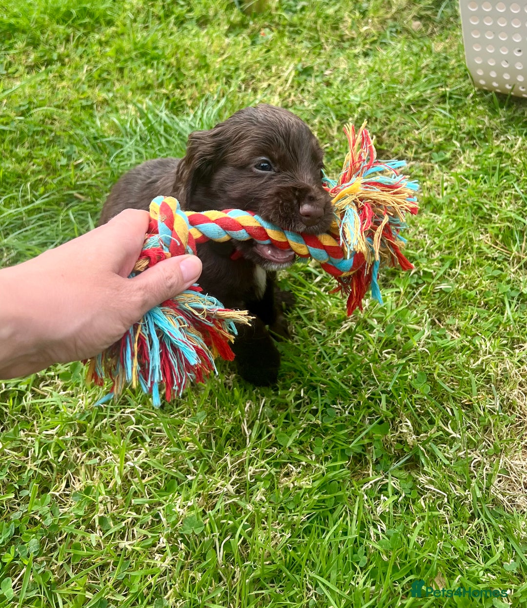 Cocker Spaniel dogs for sale: KC Registered Working Cocker Spaniel Puppies - Image 15