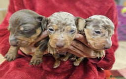 Miniature Dachshund dogs for sale: KC Mini Dachshund Dapple Girls & Boys and Tan Boy - Image 15