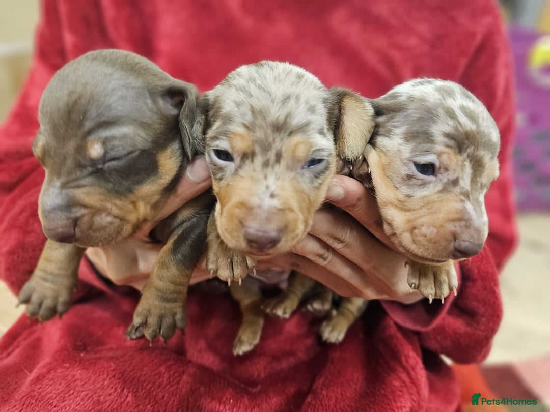 Miniature Dachshund dogs for sale: KC Mini Dachshund Dapple Girls & Boys and Tan Boy - Image 15