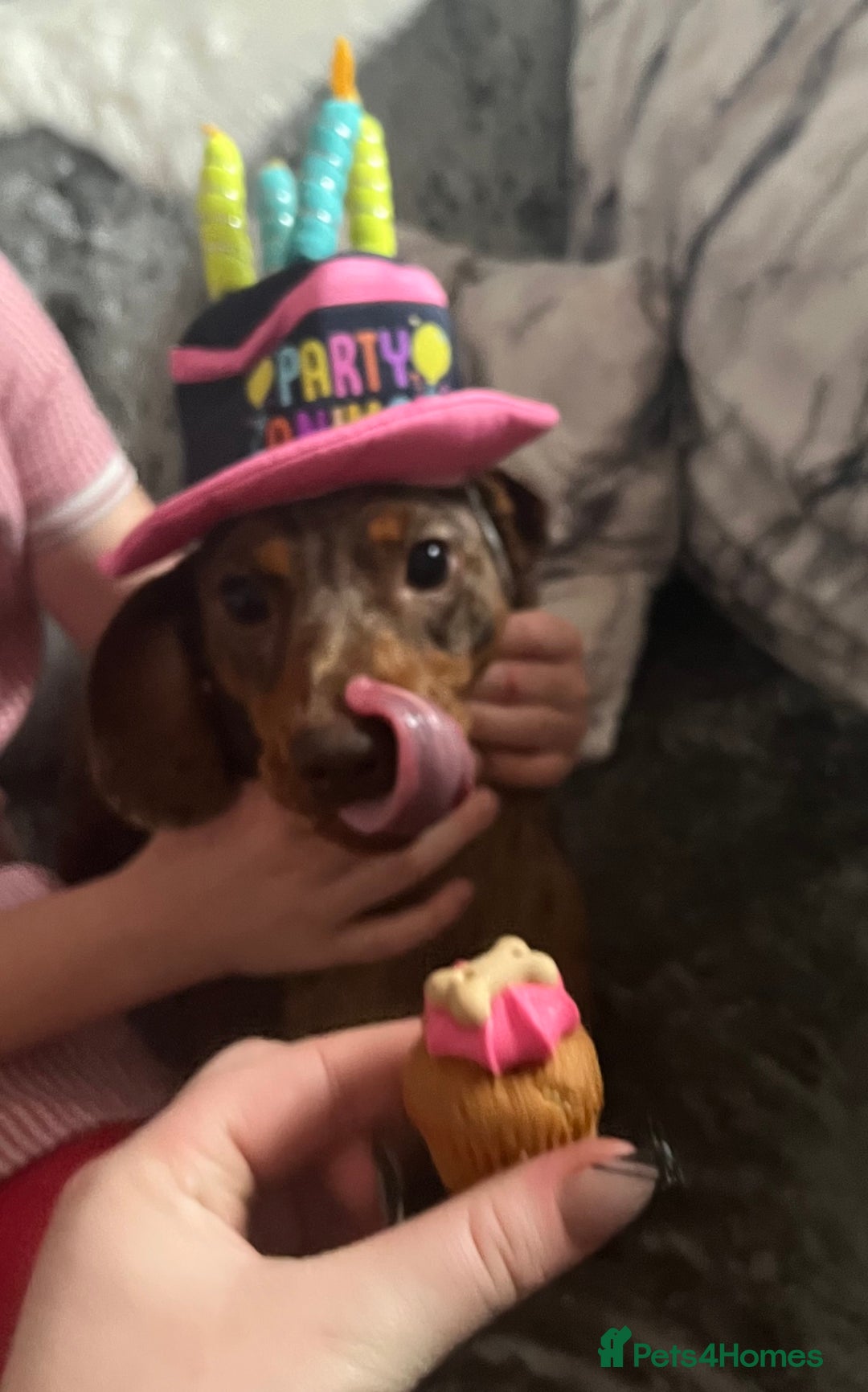 Miniature Dachshund dogs for sale: Female Chocolate tan dapple  - Image 13