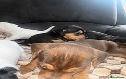 Mixed Breed dogs for sale: I have six beautiful jack dash for sale  - Image 9