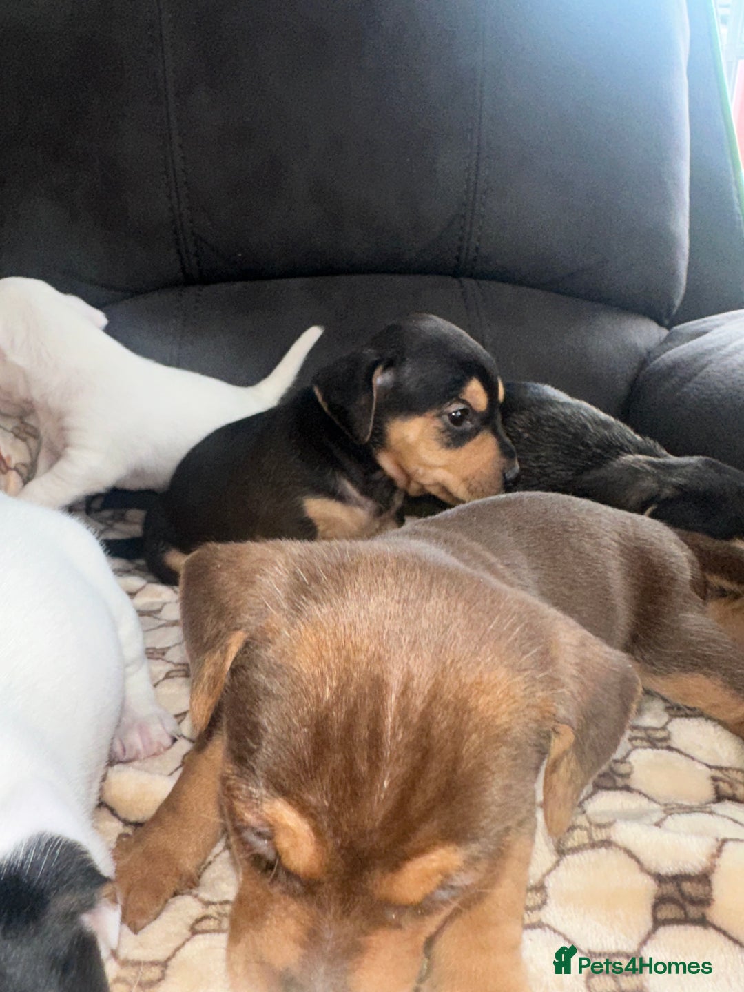 Mixed Breed dogs for sale: I have six beautiful jack dash for sale  - Image 9