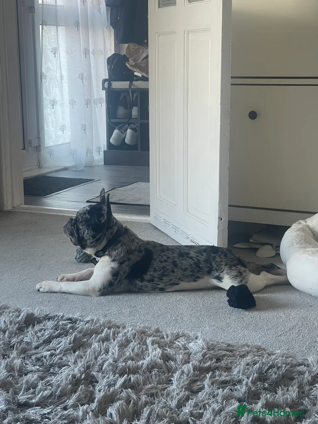 French Bulldog dogs for sale: French bulldog  - Advert 2