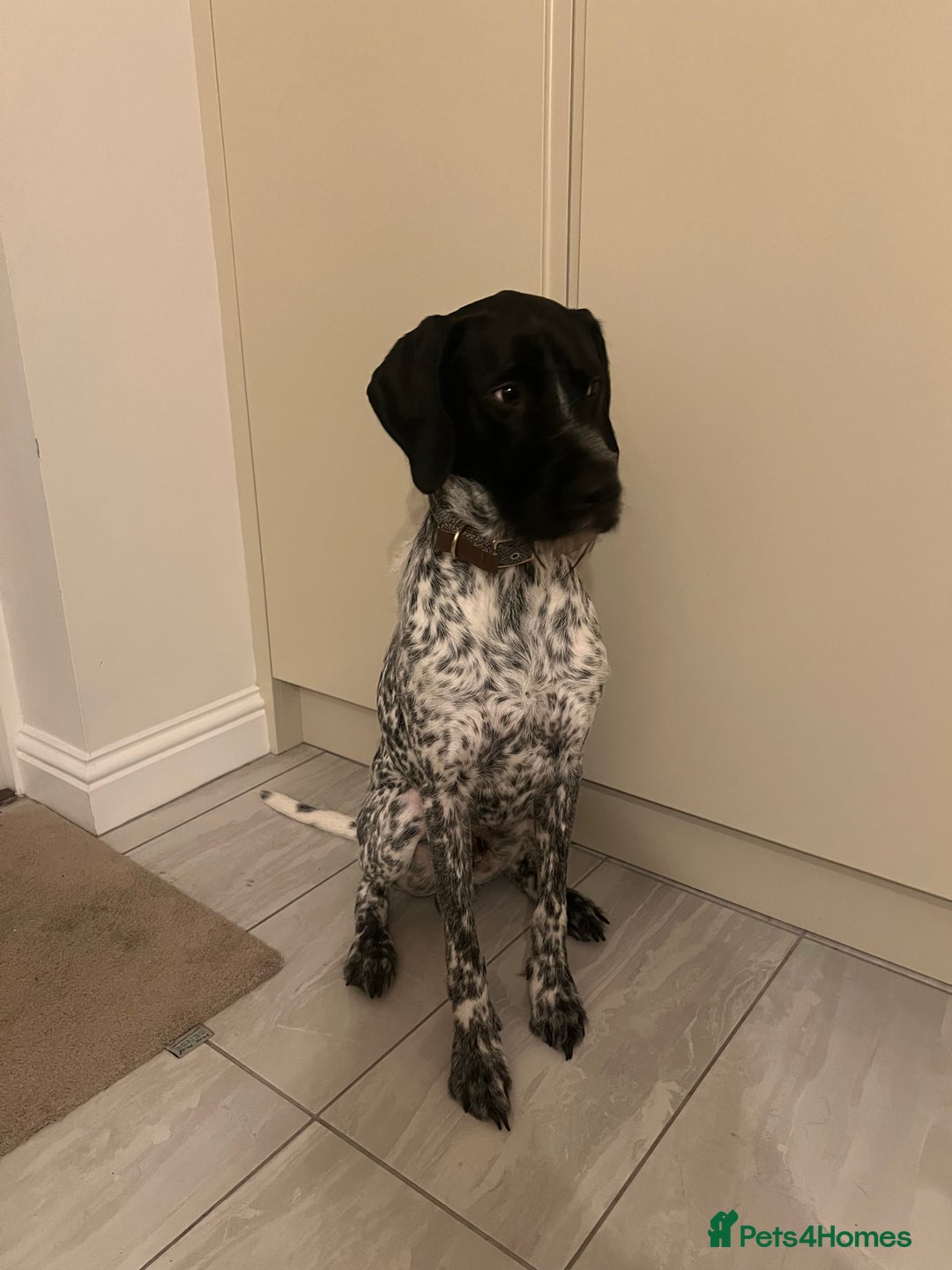 Mixed Breed dogs for sale: Beautiful Buddy German short/long hair pointer  - Advert 2